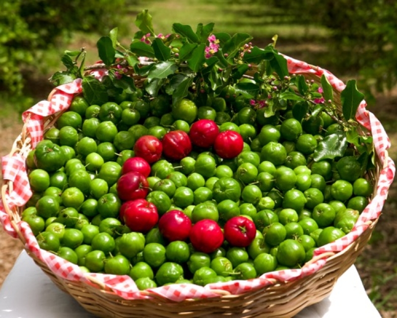 acerola-cesto