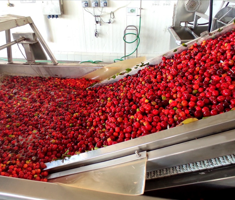 acerola-qualidade-lavagem