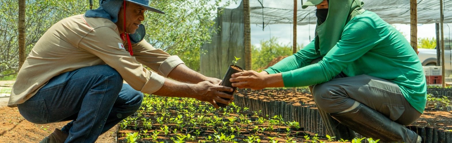 muda-de-acerola-niagro-2